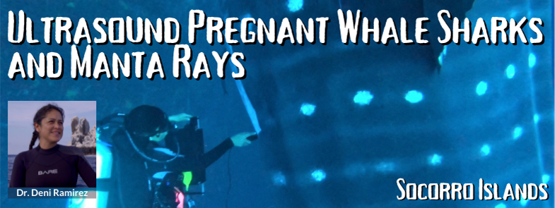 Ultrasound Pregnant Whale Sharks and Manta Rays with Dr. Deni Ramirez