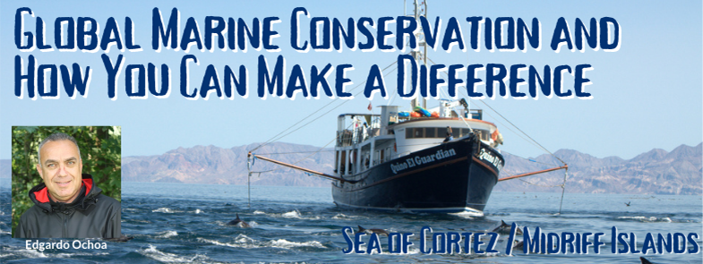 Global Marine Conservation and How You Can Make a Difference