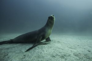 Sea of Cortez