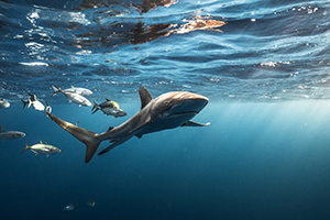 Citizen Science - Dive with a Purpose!