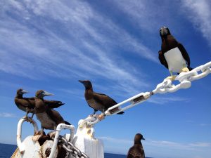 Chris Cantele and Birds