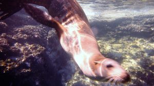 Chris Cantele and Sea Lion