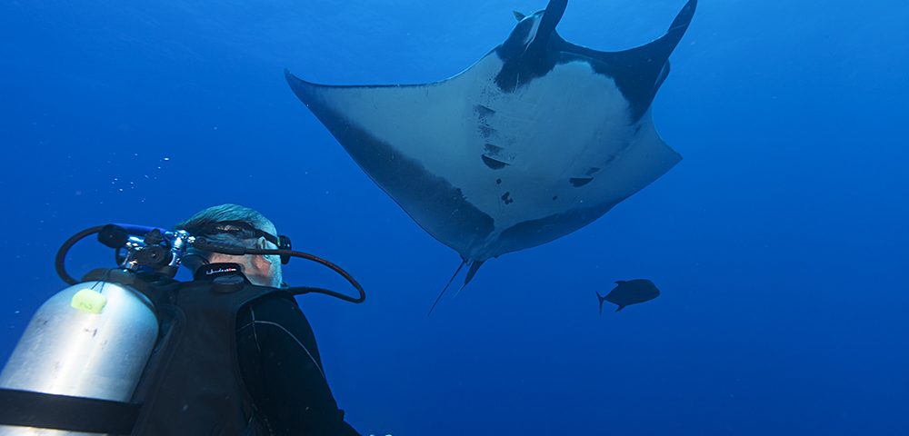 Manta Ray Identification