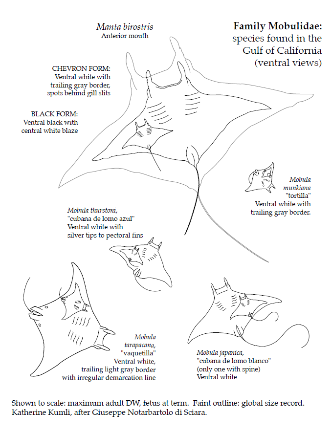 Manta Ray Identification