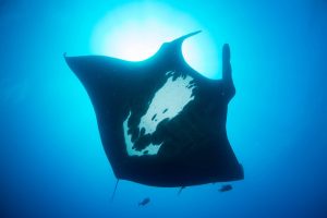 Manta Ray Identification