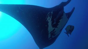 Manta Ray Identification