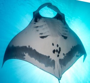 Manta Ray Identification