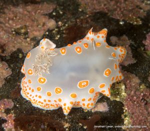 Nudibranchs