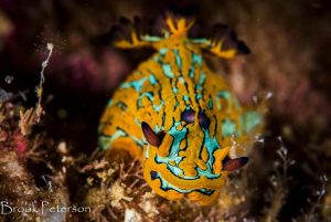 Nudibranchs