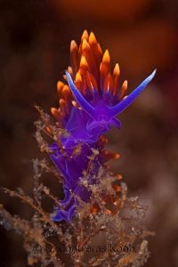 Nudibranchs
