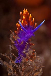 Nudibranchs