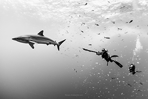 Citizen Science Shark Tagging and Free Diving Expeditions