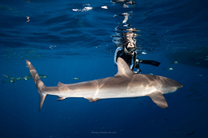 Citizen Science Shark Tagging and Free Diving Expeditions