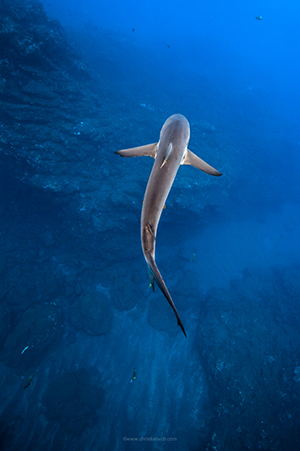 Citizen Science Shark Tagging and Free Diving Expeditions