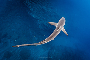 Citizen Science Shark Tagging and Free Diving Expeditions