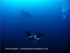 Ultrasounding Pregnant Whale Sharks and Manta Rays with Deni Ramirez