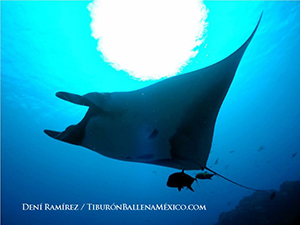 Ultrasounding Pregnant Whale Sharks and Manta Rays with Deni Ramirez