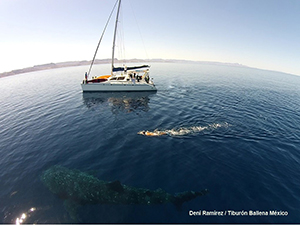 Ultrasounding Pregnant Whale Sharks and Manta Rays with Deni Ramirez