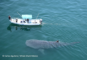 Ultrasounding Pregnant Whale Sharks and Manta Rays with Deni Ramirez