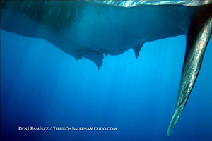 Ultrasounding Pregnant Whale Sharks and Manta Rays with Deni Ramirez