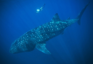 Ultrasounding Pregnant Whale Sharks and Manta Rays with Deni Ramirez