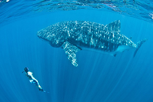 Ultrasounding Pregnant Whale Sharks and Manta Rays with Deni Ramirez