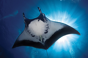 Manta Ray Expeditions