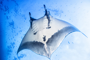 Manta Ray Expeditions