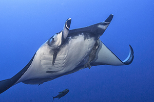 Manta Ray Expeditions