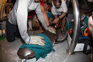 Citizen Science Shark Expeditions