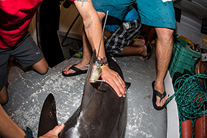 Citizen Science Shark Expeditions