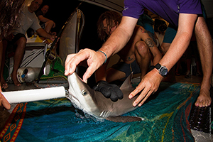 Citizen Science Shark Expeditions