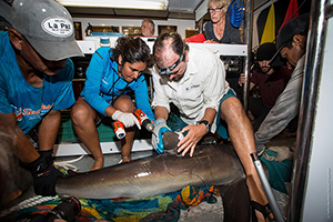 Citizen Science Shark Expeditions