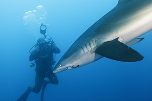 Citizen Science Shark Expeditions