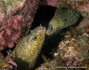 Diving the Midriff Islands