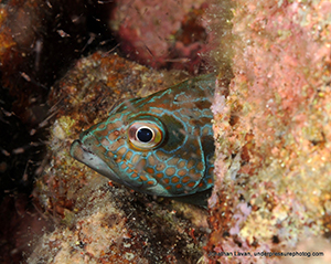 Diving the Midriff Islands