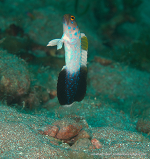 Diving the Midriff Islands