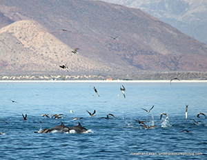 Diving the Midriff Islands