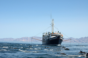 Diving the Midriff Islands