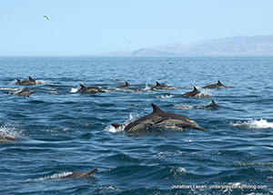 Diving the Midriff Islands