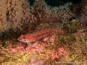 Diving the Midriff Islands