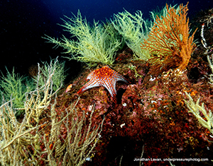 Diving the Midriff Islands