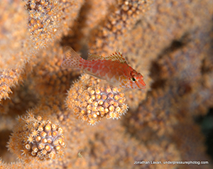 Diving the Midriff Islands