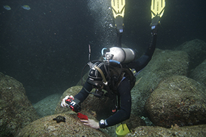 Diving the Midriff Islands