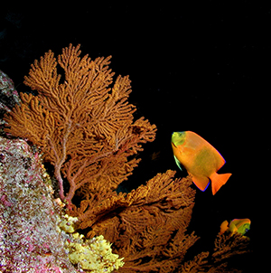 Diving the Midriff Islands