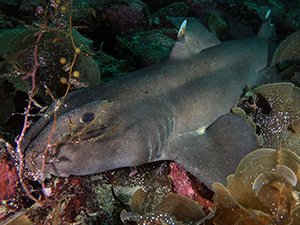 Diving the Midriff Islands