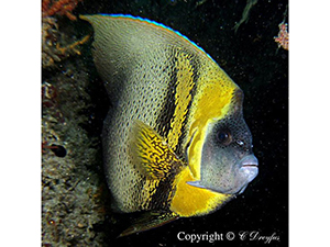 Diving the Midriff Islands