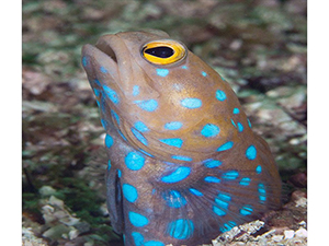 Diving the Midriff Islands