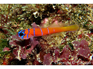 Diving the Midriff Islands