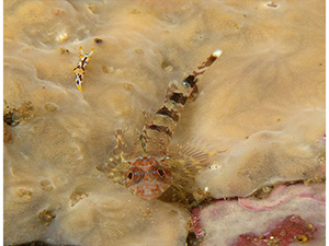 Diving the Midriff Islands